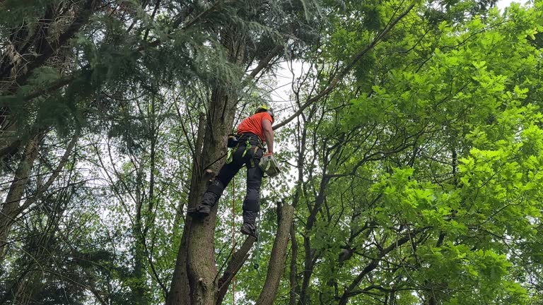 Sibley, LA Tree Care  Company